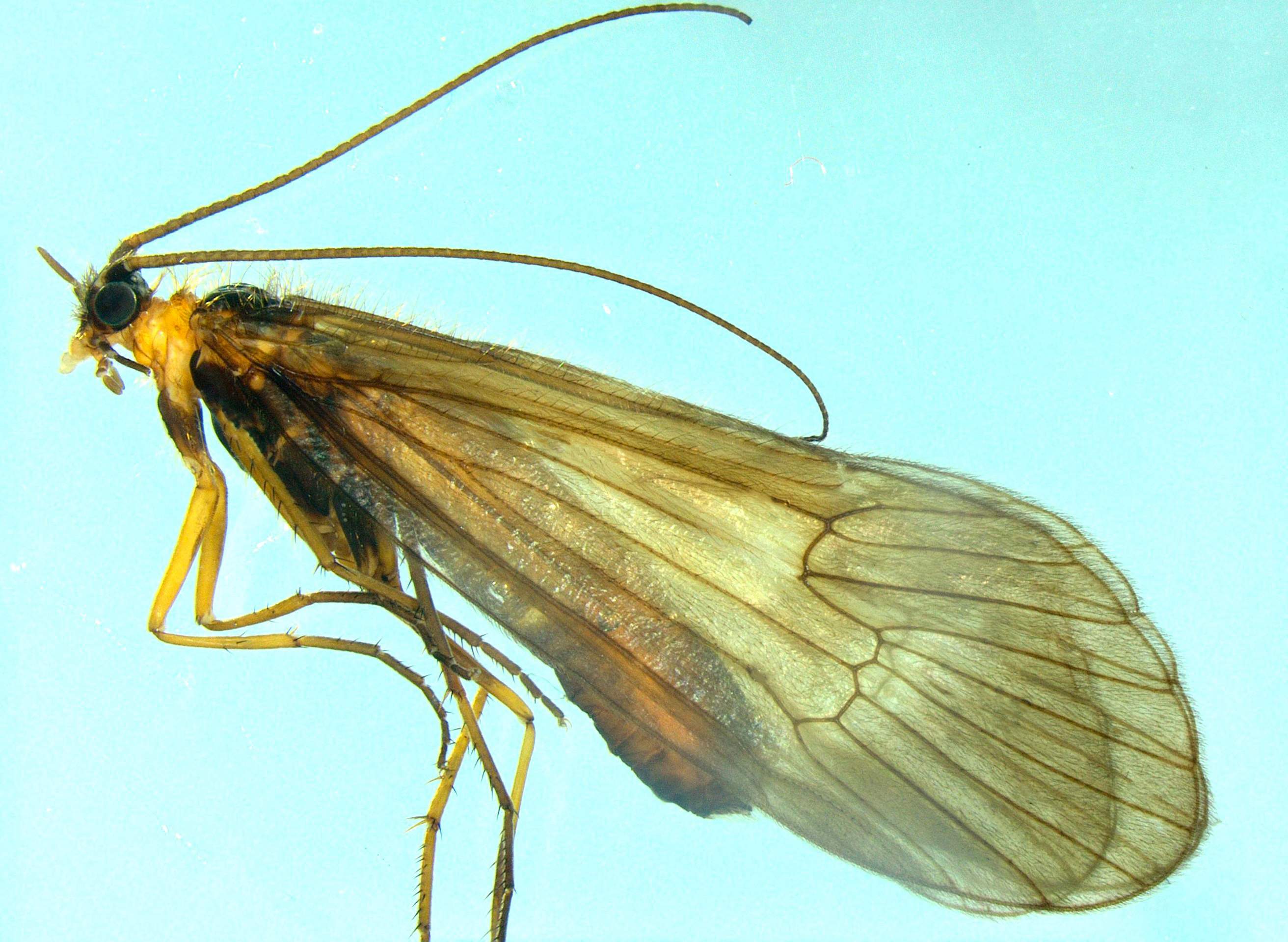 The discovery of the newest type of insect by a University of Prishtina professor draws attention to the importance of environmental protection